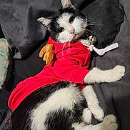 Odie joined the competition — help win amazing prizes! cat, tuxedo_cat, pet, hoodie, red_hoodie, collar, bell, whiskers, paws, fur, eyes, cute, cozy, indoor, bed, pillow, lounging, closeup, black_and_white, toy