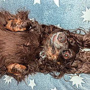 Buttercup is registered to the contest to win money with this photo: belly_up, blanket, brown_dog, closeup, cozy, cute, dog, eyes, floppy_ears, fur, indoor, long_haired, lying_on_back, nose, paws, playful_expression, portrait, sleepy_but_alert, star_pattern, whiskers