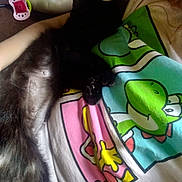 Daisy is registered to the contest to win money with this photo: black_cat, cat, sleeping, pet, animal, fur, paw, person, shirt, cartoon_print, colorful, indoor, resting, cute, relaxation, close_up, nap, domestic_animal, feline, cozy