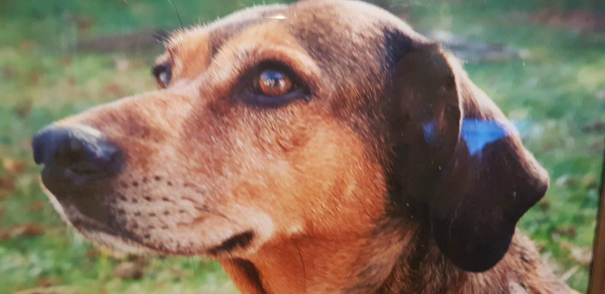 Lenka a rejoint le concours — aidez-le/la à gagner de superbes lots ! brown, canidae, carnivore, close_up, companion_dog, dog, dog_breed, fawn, hound, iris, liver, mammal, scent_hound, snout, sporting_group, terrestrial_animal, vertebrate, whiskers, working_animal