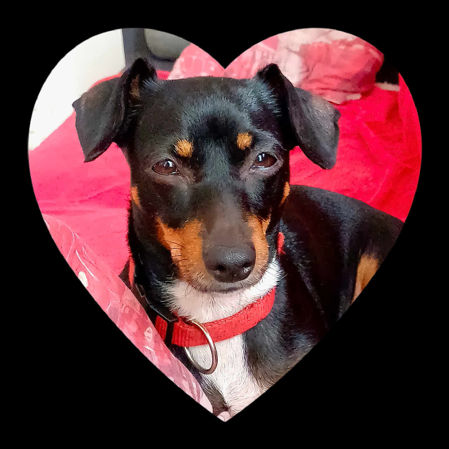 Maya participe au concours pour gagner de l'argent avec cette photo : accessories, animal, appenzeller, balloon, canine, chihuahua, collar, cream, dessert, dog, envelope, food, greetingcard, heart, hound, mail, pet, pointer, puppy, terrier