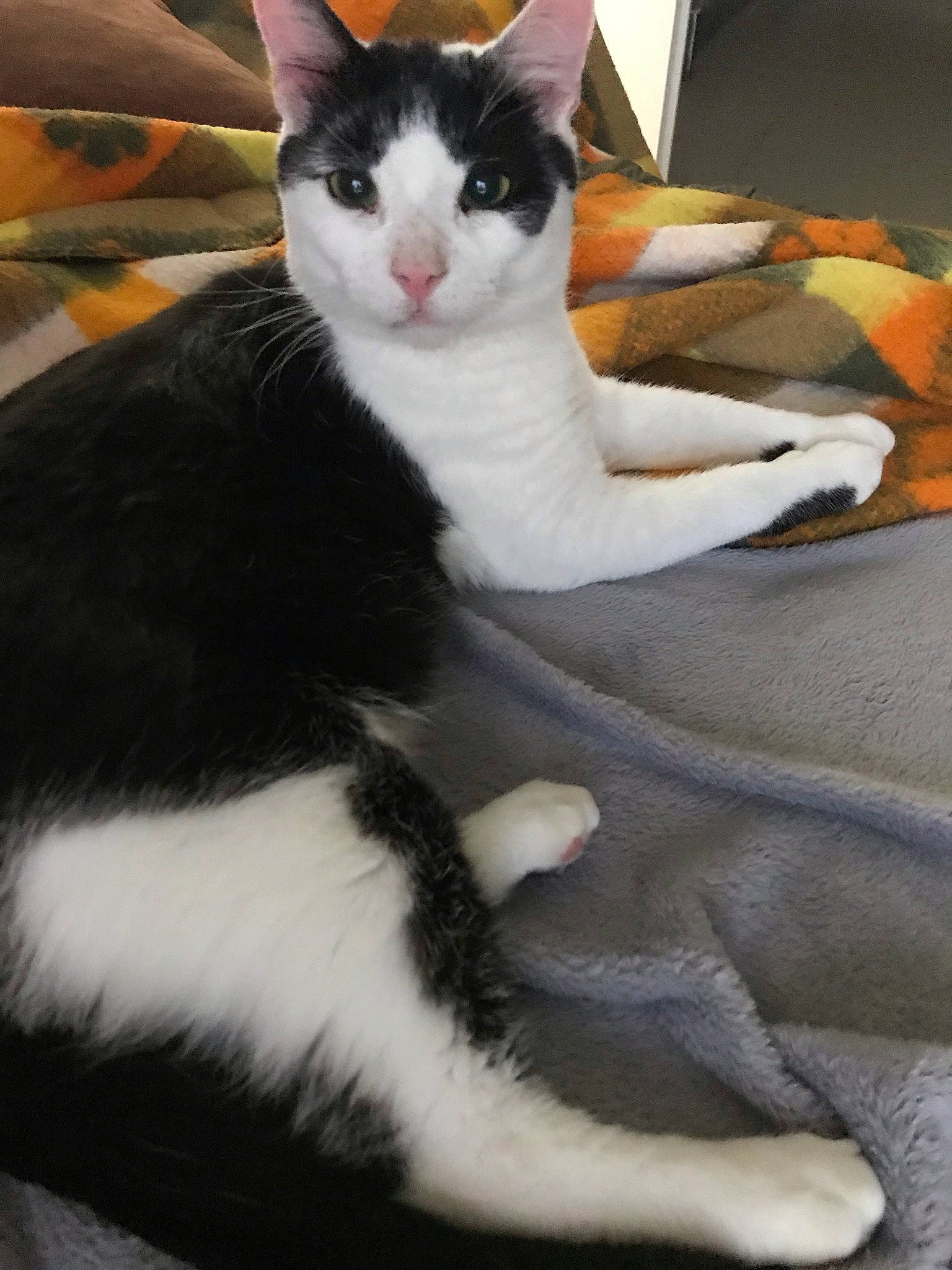 Simbas participe au concours pour gagner de l'argent avec cette photo : carnivore, cat, claw, comfort, domestic_short_haired_cat, felidae, fur, linens, paw, small_to_medium_sized_cats, tail, whiskers