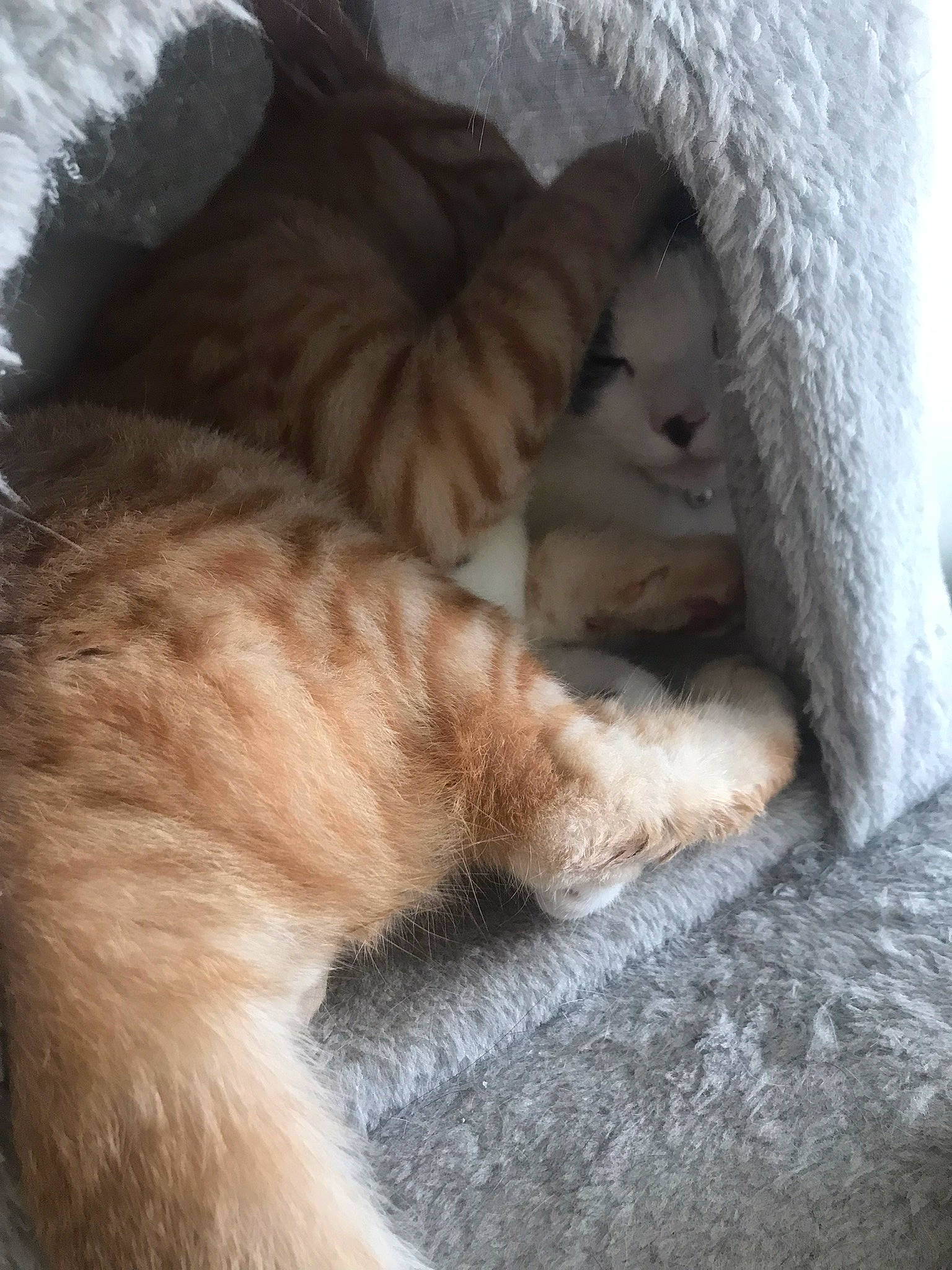 Simbas a rejoint le concours — aidez-le/la à gagner de superbes lots ! bed, bed_sheet, bedding, carnivore, cat, claw, comfort, domestic_short_haired_cat, fawn, felidae, fur, grey, linens, nap, paw, sleep, small_to_medium_sized_cats, tail, terrestrial_animal, whiskers