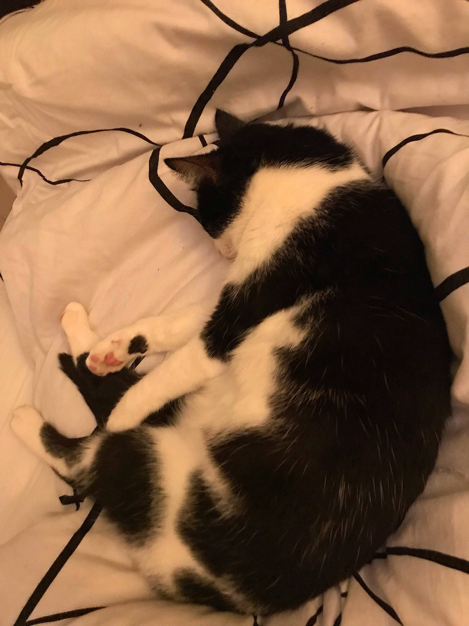 Lalou a rejoint le concours — aidez-le/la à gagner de superbes lots ! carnivore, cat, claw, close_up, comfort, domestic_short_haired_cat, felidae, foot, fur, linens, mammal, nap, pattern, paw, small_to_medium_sized_cats, snout, tail, terrestrial_animal, vertebrate, whiskers