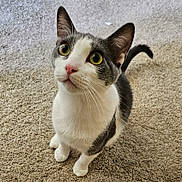 Echo is registered to the contest to win money with this photo: cat, pet, animal, feline, curious, yellow_eyes, pink_nose, white_fur, gray_fur, carpet, indoor, cute, whiskers, ears, tail, looking_up, sitting, domestic_animal, close_up, young_cat