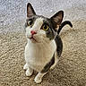 cat, pet, animal, feline, curious, yellow_eyes, pink_nose, white_fur, gray_fur, carpet, indoor, cute, whiskers, ears, tail, looking_up, sitting, domestic_animal, close_up, young_cat