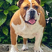 Tokyo participe au concours pour gagner de l'argent avec cette photo : bulldog, dog, pet, animal, outdoor, stone, greenery, leaves, tongue_out, standing, mammal, canine, fur, ears, paws, white, brown, portrait, nature, daylight