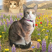 Rowan joined the competition — help win amazing prizes! cat, calico_cat, flower_field, wildflowers, meadow, rock, outdoor, nature, portrait, animal, feline, colorful, grass, scenery, sky, blurred_background, nostalgia, collar, pet, peaceful