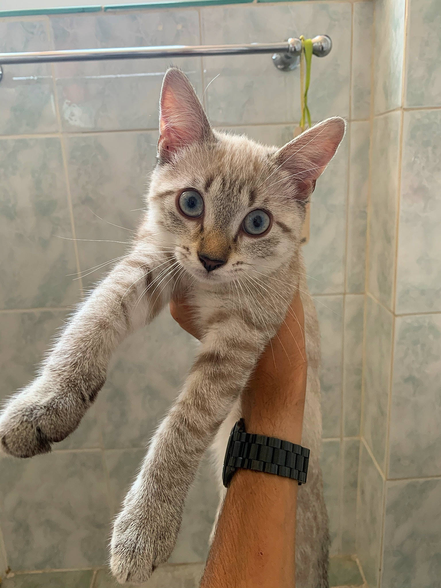 Petitou a rejoint le concours — aidez-le/la à gagner de superbes lots ! art, bracelet, carnivore, cat, domestic_short_haired_cat, fawn, felidae, fur, paw, sitting, small_to_medium_sized_cats, snout, tail, terrestrial_animal, watch, whiskers