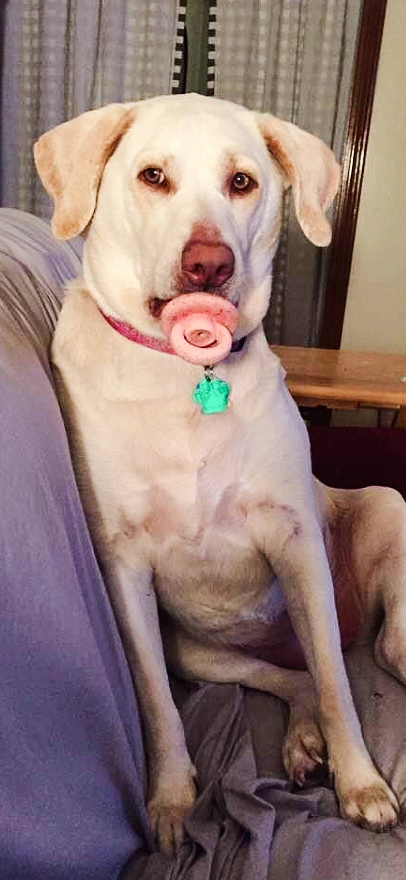 Phebee
