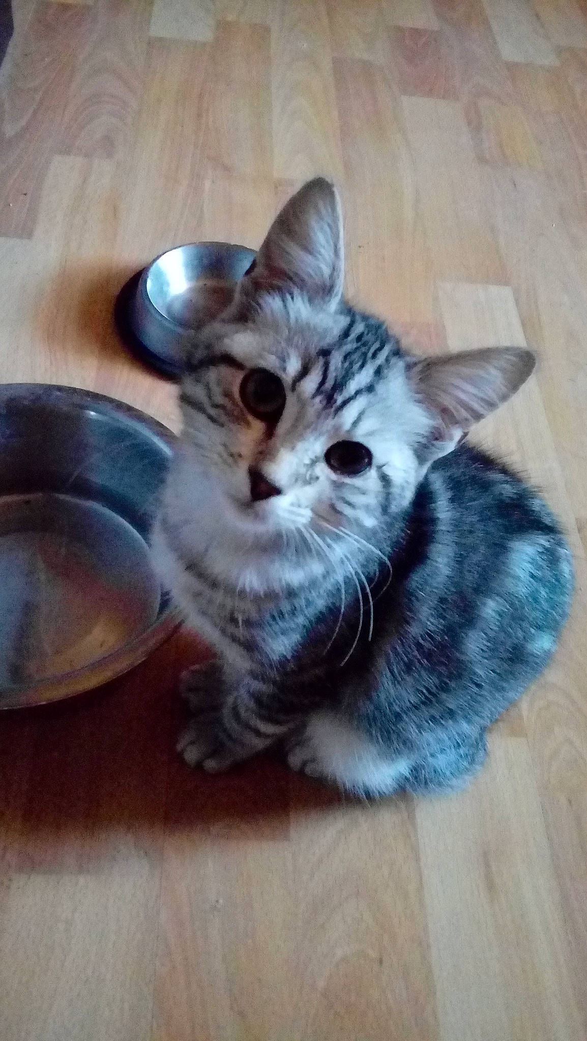 Daysie a rejoint le concours — aidez-le/la à gagner de superbes lots ! american_shorthair, asian, carnivore, cat, domestic_short_haired_cat, dragon_li, egyptian_mau, european_shorthair, felidae, kitten, mammal, munchkin, ocicat, small_to_medium_sized_cats, tabby_cat, whiskers