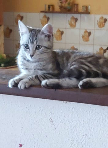 Daysie a rejoint le concours — aidez-le/la à gagner de superbes lots ! aegean_cat, american_shorthair, asian, british_semi_longhair, carnivore, cat, domestic_short_haired_cat, dragon_li, egyptian_mau, european_shorthair, felidae, kitten, maine_coon, mammal, norwegian_forest_cat, siberian, small_to_medium_sized_cats, tabby_cat, vertebrate, whiskers