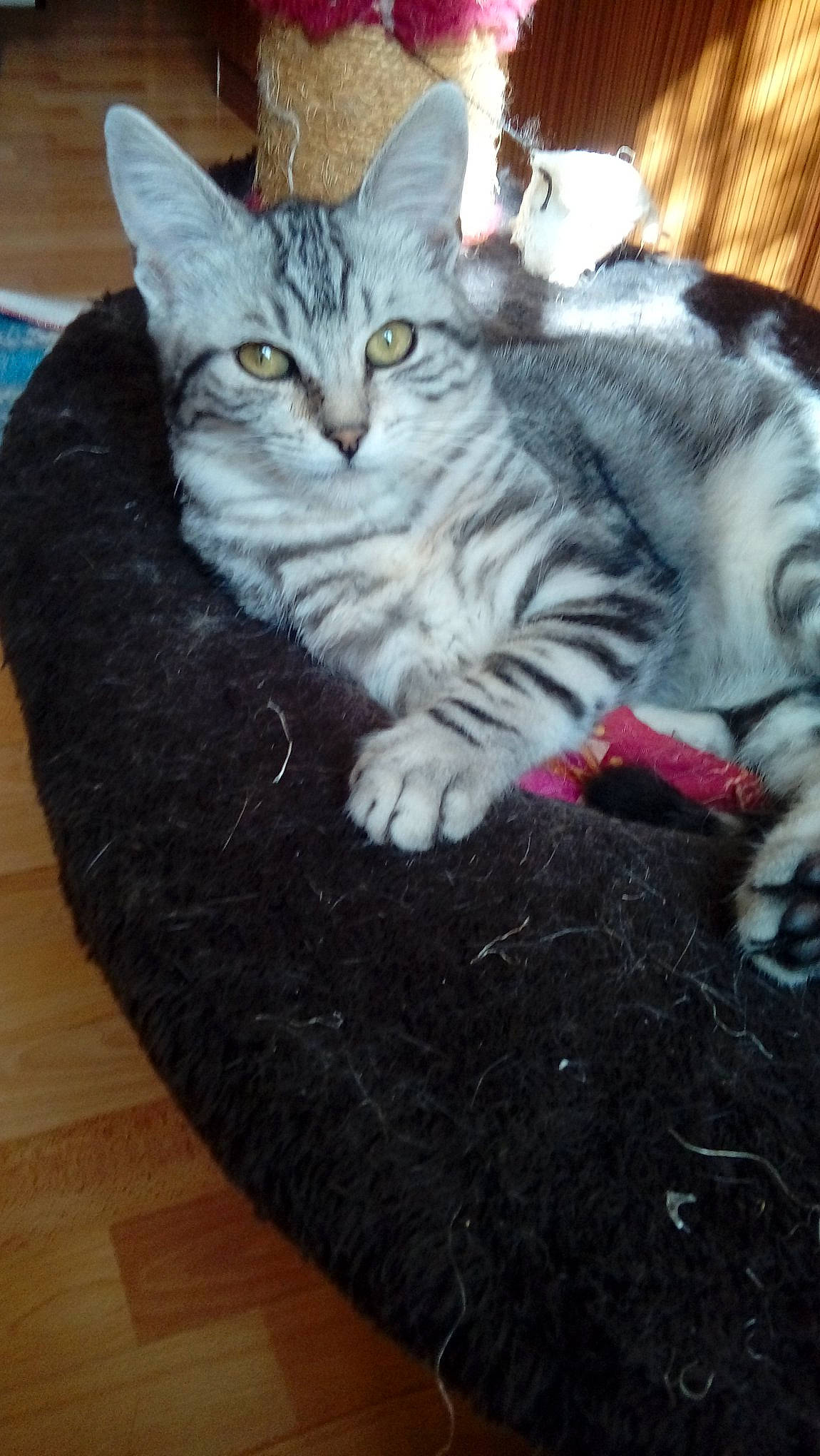 Daysie a rejoint le concours — aidez-le/la à gagner de superbes lots ! american_shorthair, american_wirehair, asian, australian_mist, british_semi_longhair, california_spangled, carnivore, cat, domestic_short_haired_cat, dragon_li, egyptian_mau, european_shorthair, felidae, fur, kitten, mammal, small_to_medium_sized_cats, tabby_cat, vertebrate, whiskers