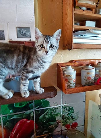 Daysie participe au concours pour gagner de l'argent avec cette photo : aegean_cat, american_shorthair, american_wirehair, asian, carnivore, cat, domestic_short_haired_cat, dragon_li, european_shorthair, felidae, kitten, pixie_bob, polydactyl_cat, small_to_medium_sized_cats, tabby_cat, toyger, whiskers