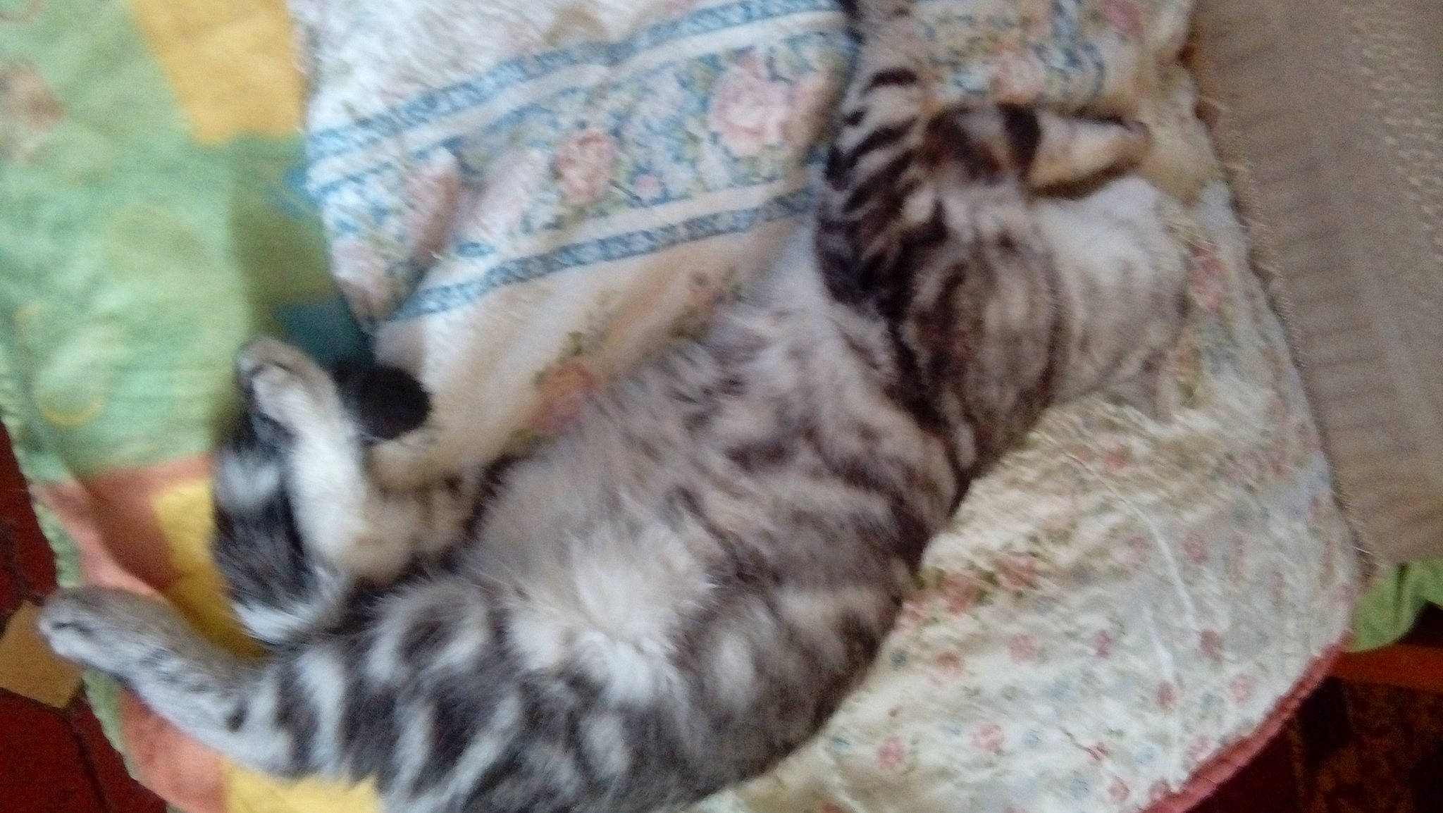 Daysie a rejoint le concours — aidez-le/la à gagner de superbes lots ! american_shorthair, asian, bengal, carnivore, cat, domestic_short_haired_cat, dragon_li, egyptian_mau, european_shorthair, felidae, fur, kitten, mammal, norwegian_forest_cat, pixie_bob, siberian, small_to_medium_sized_cats, tabby_cat, vertebrate, whiskers