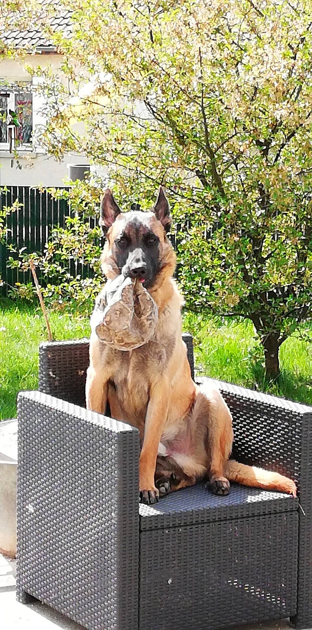 Pacha participe au concours pour gagner de l'argent avec cette photo : canidae, carnivore, collar, companion_dog, dog, dog_breed, fawn, giant_dog_breed, grass, mammal, plant, snout, sporting_group, tail, terrestrial_animal, tree, vertebrate, wildlife, window, working_animal