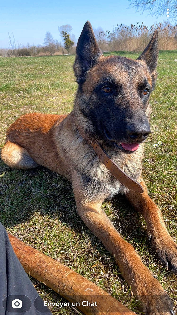 Pacha a rejoint le concours — aidez-le/la à gagner de superbes lots ! canidae, carnivore, dog, dog_breed, east_european_shepherd, fawn, german_shepherd_dog, grass, herding_dog, non_sporting_group, pet_supply, plant, sky, sporting_group, terrestrial_animal, tree, whiskers, wildlife, working_animal, working_dog