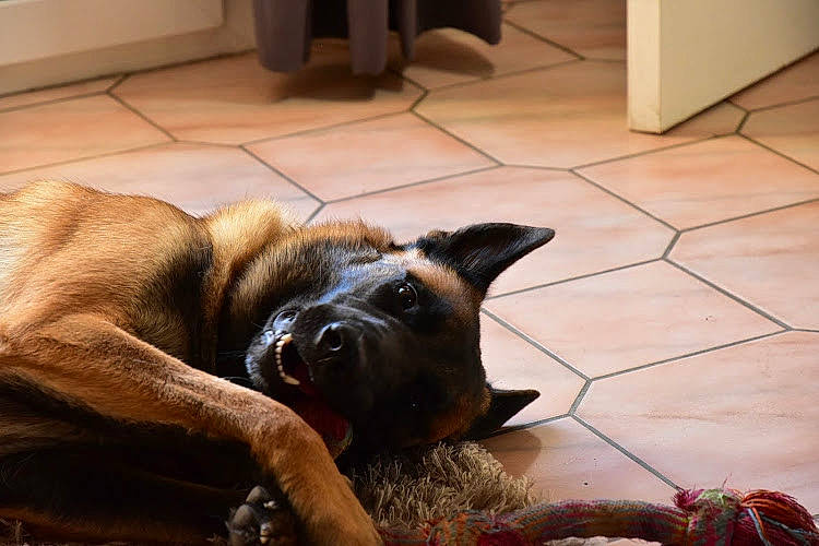 Pacha a rejoint le concours — aidez-le/la à gagner de superbes lots ! cabinetry, canidae, carnivore, companion_dog, dog, dog_breed, fawn, floor, flooring, fur, guard_dog, hardwood, liver, snout, tail, terrestrial_animal, tile_flooring, whiskers, window, working_animal