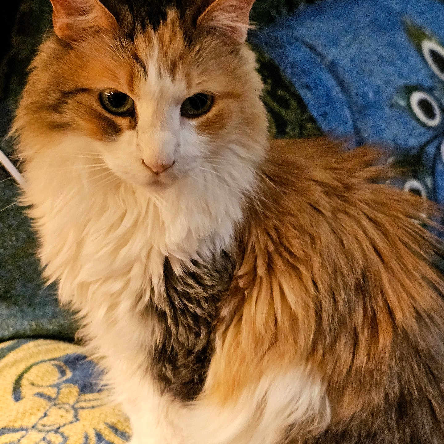 Patches