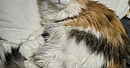Patches joined the competition — help win amazing prizes! cat, calico_cat, fluffy, longhaired, feline, pet, animal, portrait, sitting, lounging, bed, pillow, bedding, indoors, home, white_fur, orange_fur, black_fur, green_eyes, tail