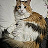 cat, calico_cat, fluffy, longhaired, feline, pet, animal, portrait, sitting, lounging, bed, pillow, bedding, indoors, home, white_fur, orange_fur, black_fur, green_eyes, tail