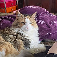 Patches is registered to the contest to win money with this photo: cat, calico_cat, fluffy, long_hair, pet, animal, portrait, close_up, sitting, lounging, indoors, bed, blanket, purple_blanket, furniture, colorful_drawers, home, whiskers, green_eyes, relaxed