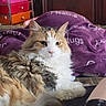 cat, calico_cat, fluffy, long_hair, pet, animal, portrait, close_up, sitting, lounging, indoors, bed, blanket, purple_blanket, furniture, colorful_drawers, home, whiskers, green_eyes, relaxed