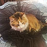 Patches joined the competition — help win amazing prizes! cat, calico_cat, fluffy, long_hair, feline, pet, animal, black_tulle, fabric, costume, dressed_up, bed, blanket, indoors, bedroom, orange, white, black, relaxed, portrait