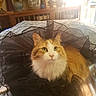 Patches joined the competition — help win amazing prizes! cat, orange_cat, fluffy, long_hair, white_chest, green_eyes, pet, animal, portrait, sitting, bed, blanket, bedroom, indoor, home, furniture, fabric, ruffle, sunlight, cozy