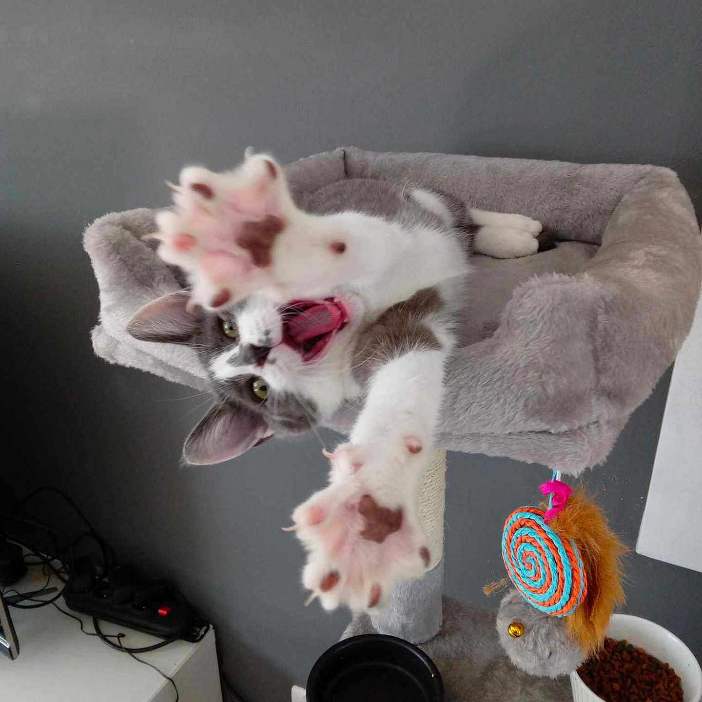 Gribouille participe au concours pour gagner de l'argent avec cette photo : animal, beverage, canine, cat, coffee, coffeecup, cream, dessert, dog, electronics, food, furniture, indoors, kitten, pet, plush, puppy, sweets, table, toy