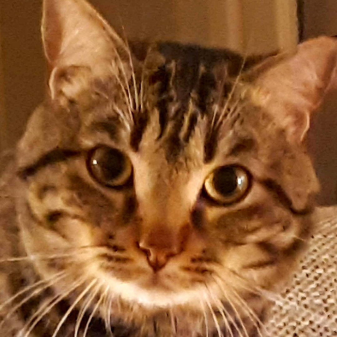 Mojito participe au concours pour gagner de l'argent avec cette photo : carnivore, cat, domestic_short_haired_cat, ear, eye, felidae, fur, paw, small_to_medium_sized_cats, snout, terrestrial_animal, whiskers, wildlife, window