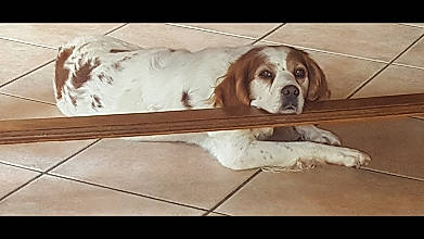 Guiness participe au concours pour gagner de l'argent avec cette photo : bored, canidae, carnivore, comfort, companion_dog, dog, dog_breed, dog_supply, hardwood, hound, hunting_dog, liver, metal, rectangle, sporting_group, wood, working_animal