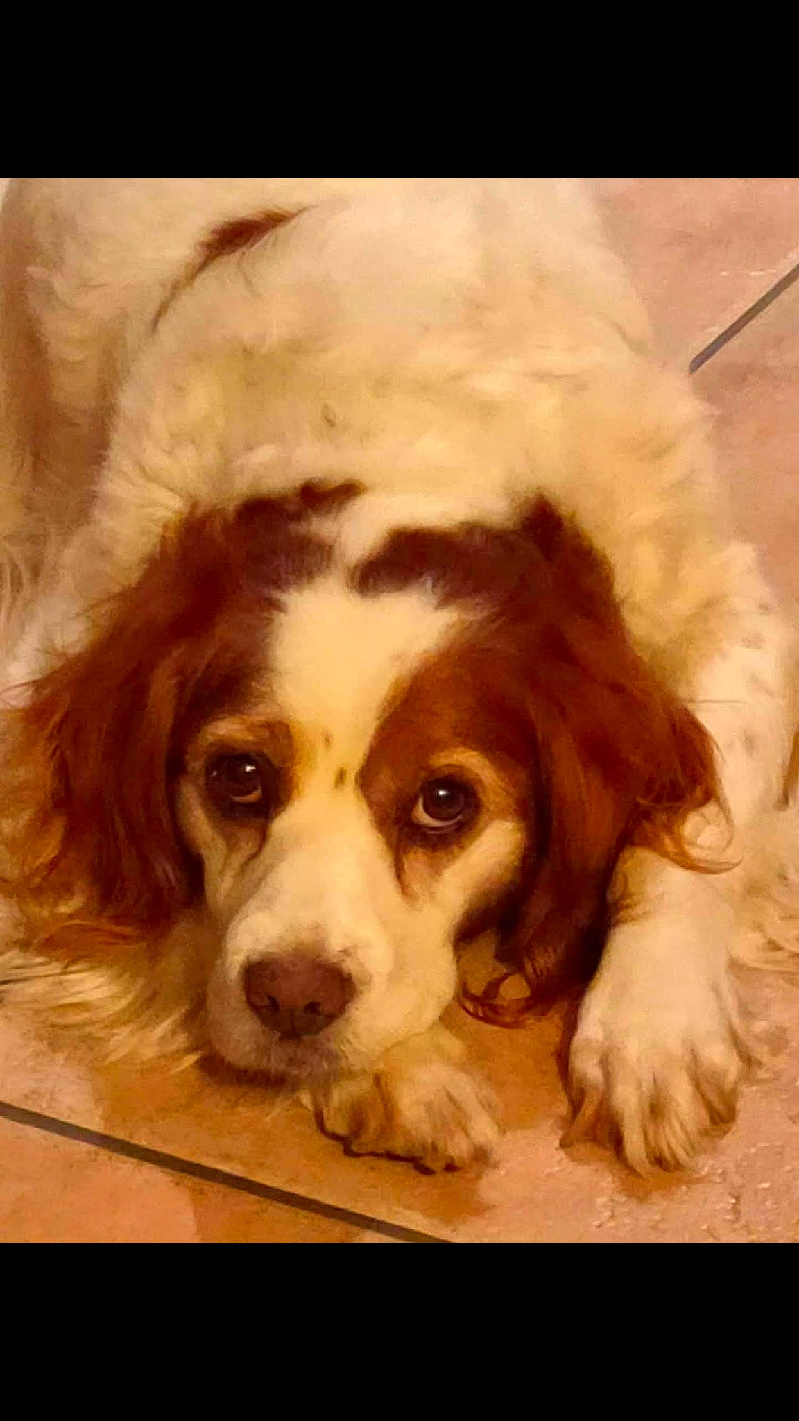 Guiness a rejoint le concours — aidez-le/la à gagner de superbes lots ! bored, canidae, carnivore, companion_dog, dog, dog_breed, fur, gun_dog, liver, snout, spaniel, sporting_group, toy_dog, whiskers, working_animal