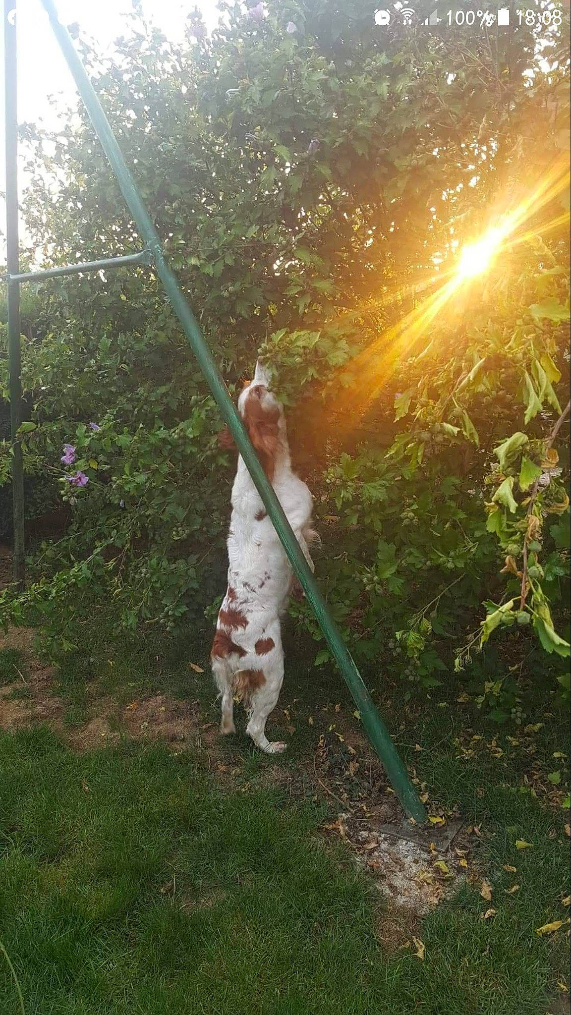 Guiness participe au concours pour gagner de l'argent avec cette photo : carnivore, companion_dog, dog, dog_breed, fawn, fun, grass, grass_family, happy, lawn, leisure, lens_flare, morning, people_in_nature, plant, sky, sunlight, tints_and_shades, tree, woody_plant