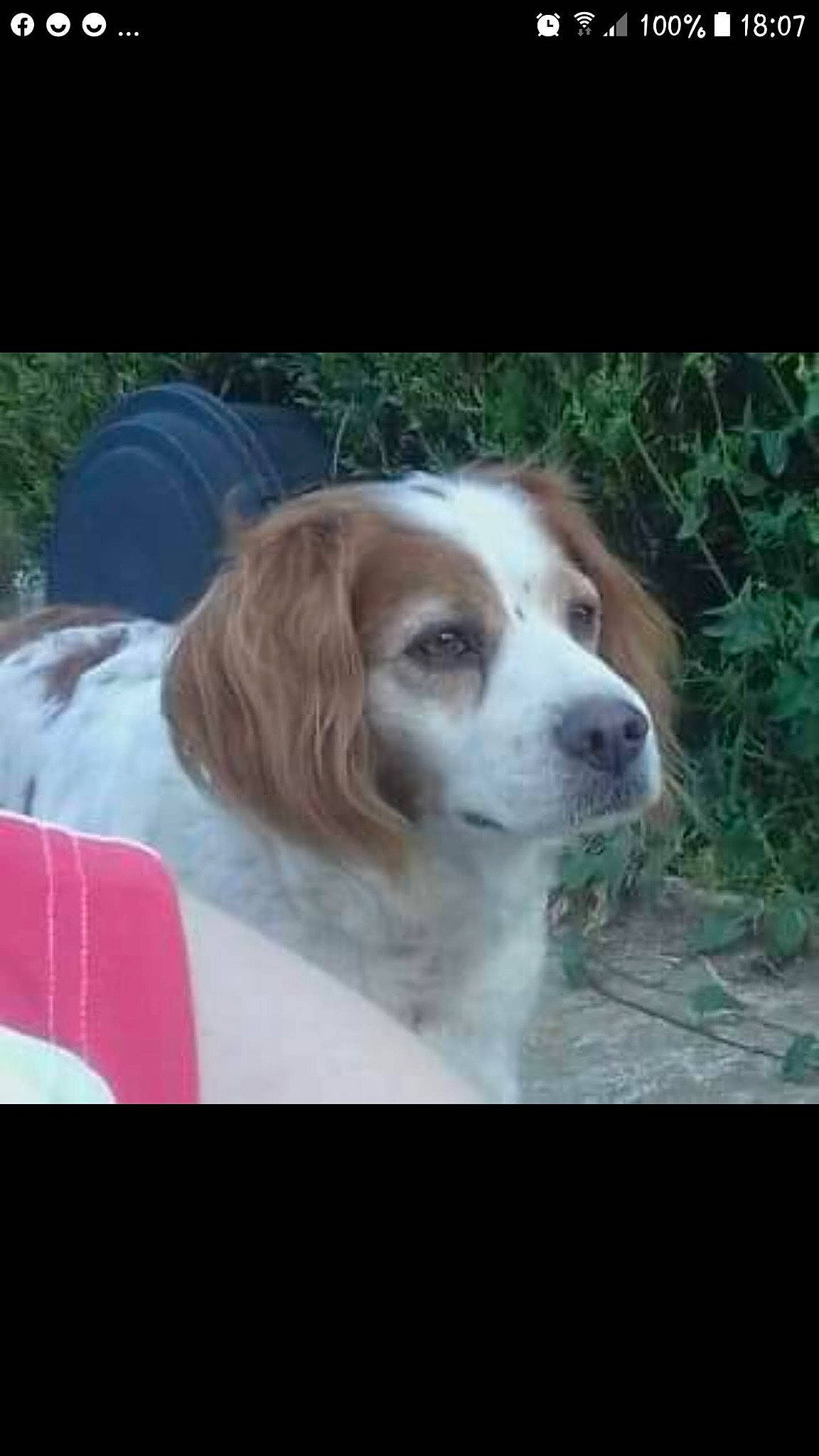 Guiness participe au concours pour gagner de l'argent avec cette photo : canidae, carnivore, companion_dog, dog, dog_breed, fawn, fur, gun_dog, hunting_dog, irish_red_and_white_setter, liver, plant, snout, spaniel, sporting_group, whiskers