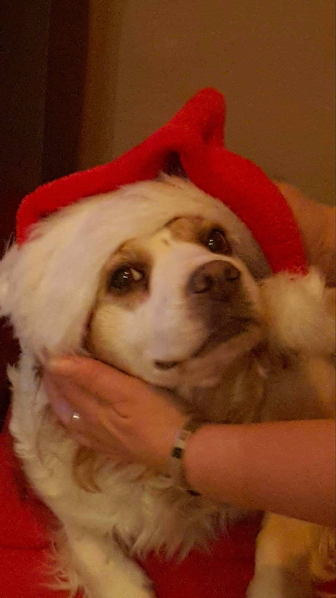 Guiness a rejoint le concours — aidez-le/la à gagner de superbes lots ! canidae, cap, carnivore, comfort, companion_dog, dog, dog_breed, ear, event, fawn, fur, fur_clothing, happy, hat, puppy_love, santa_claus, snout, sporting_group, whiskers, working_animal