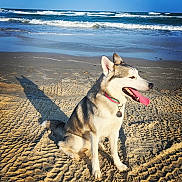 Nala joined the competition — help win amazing prizes! animal, beach, coast, collar, daytime, dog, husky, nature, ocean, outdoor, pet, sand, shadow, sitting, sky, summer, sunlight, tongue_out, water, waves