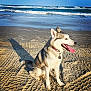 animal, beach, coast, collar, daytime, dog, husky, nature, ocean, outdoor, pet, sand, shadow, sitting, sky, summer, sunlight, tongue_out, water, waves