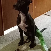 Soldier joined the competition — help win amazing prizes! animal, black_dog, canine, carpet, cast, dog, domestic, door, four_legged, green_cast, indoor, injured_leg, injury, looking_away, paw, pet, shoe, sitting, tail, white_chest