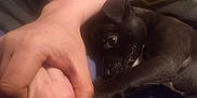 Soldier is registered to the contest to win money with this photo: animal, arm, bed, black_dog, blanket, blue_blanket, casual, close_up, comfort, cuddle, cute, dog, hand, indoor, person, pet, puppy, resting, skin, young_dog