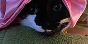 Elise is registered to the contest to win money with this photo: cat, tuxedo_cat, pink_bow, satin, fabric, green_blanket, whiskers, close_up, pet, animal, indoor, resting, cute, black_and_white, fur, domestic_cat, eyes, face, cozy, soft_texture