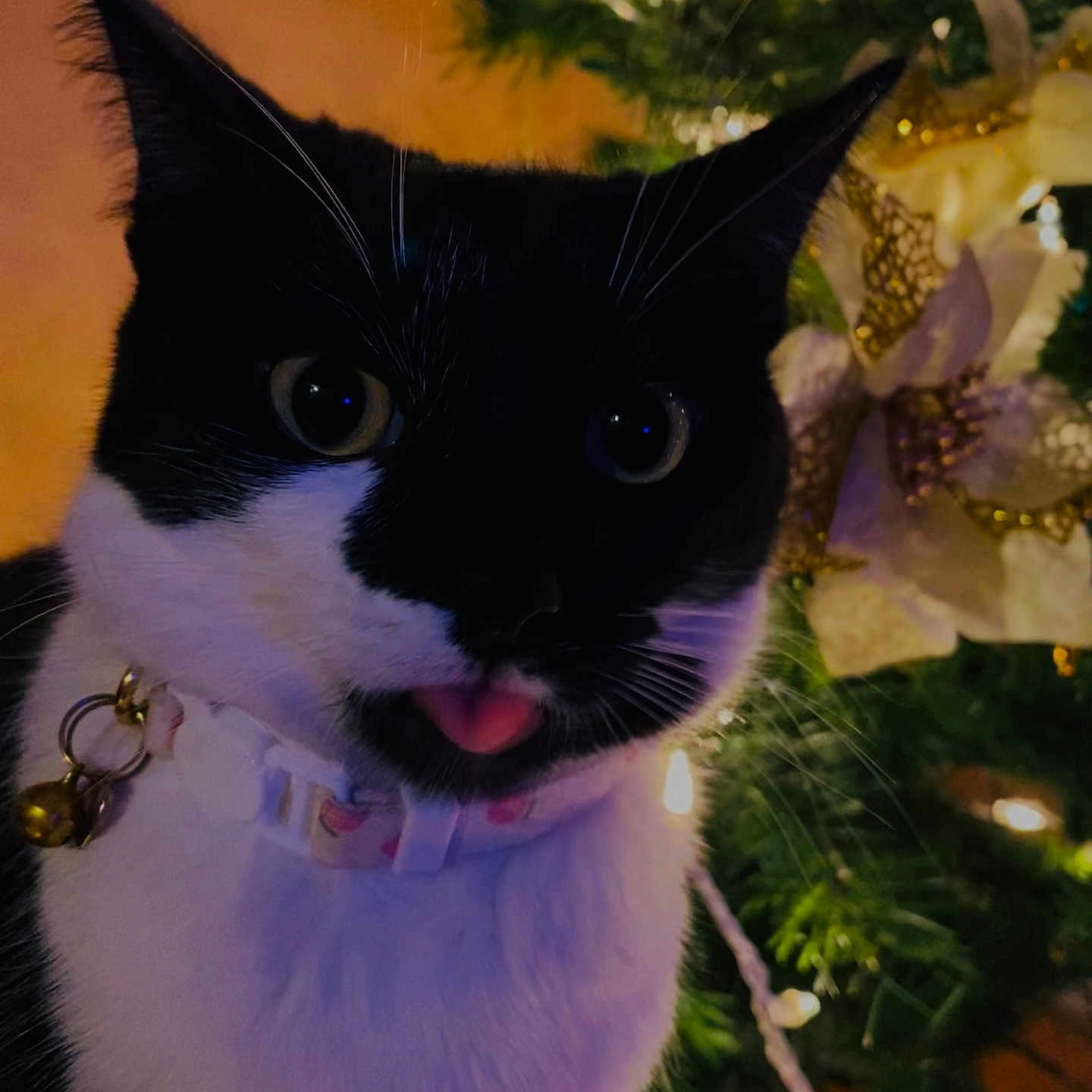Elise is registered to the contest to win money with this photo: animal, bell, black_and_white, cat, christmas_tree, close_up, collar, curious, cute, decorations, feline, festive, holiday, indoor, lights, ornaments, pet, portrait, tongue_out, whiskers