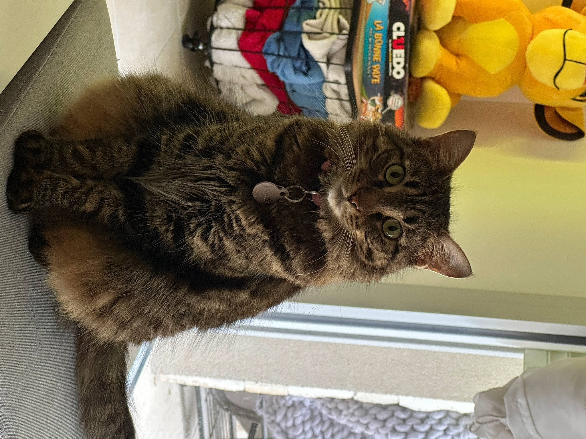 Tartine a rejoint le concours — aidez-le/la à gagner de superbes lots ! black_cat, carnivore, cat, claw, domestic_short_haired_cat, felidae, fur, paw, small_to_medium_sized_cats, snout, tail, terrestrial_animal, whiskers