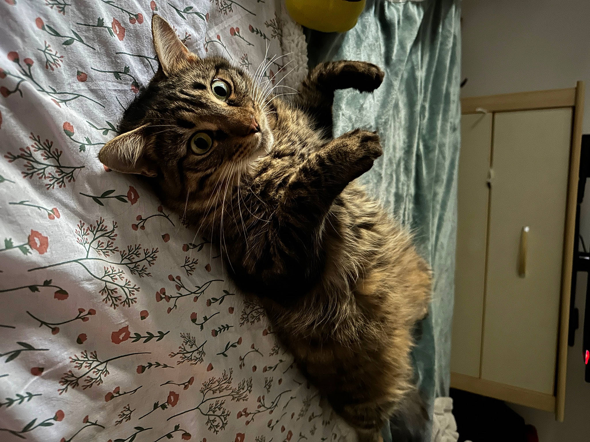 Tartine a rejoint le concours — aidez-le/la à gagner de superbes lots ! carnivore, cat, claw, domestic_short_haired_cat, door, felidae, flooring, fur, linens, paw, picture_frame, small_to_medium_sized_cats, snout, tail, terrestrial_animal, whiskers, wildlife, window, wood