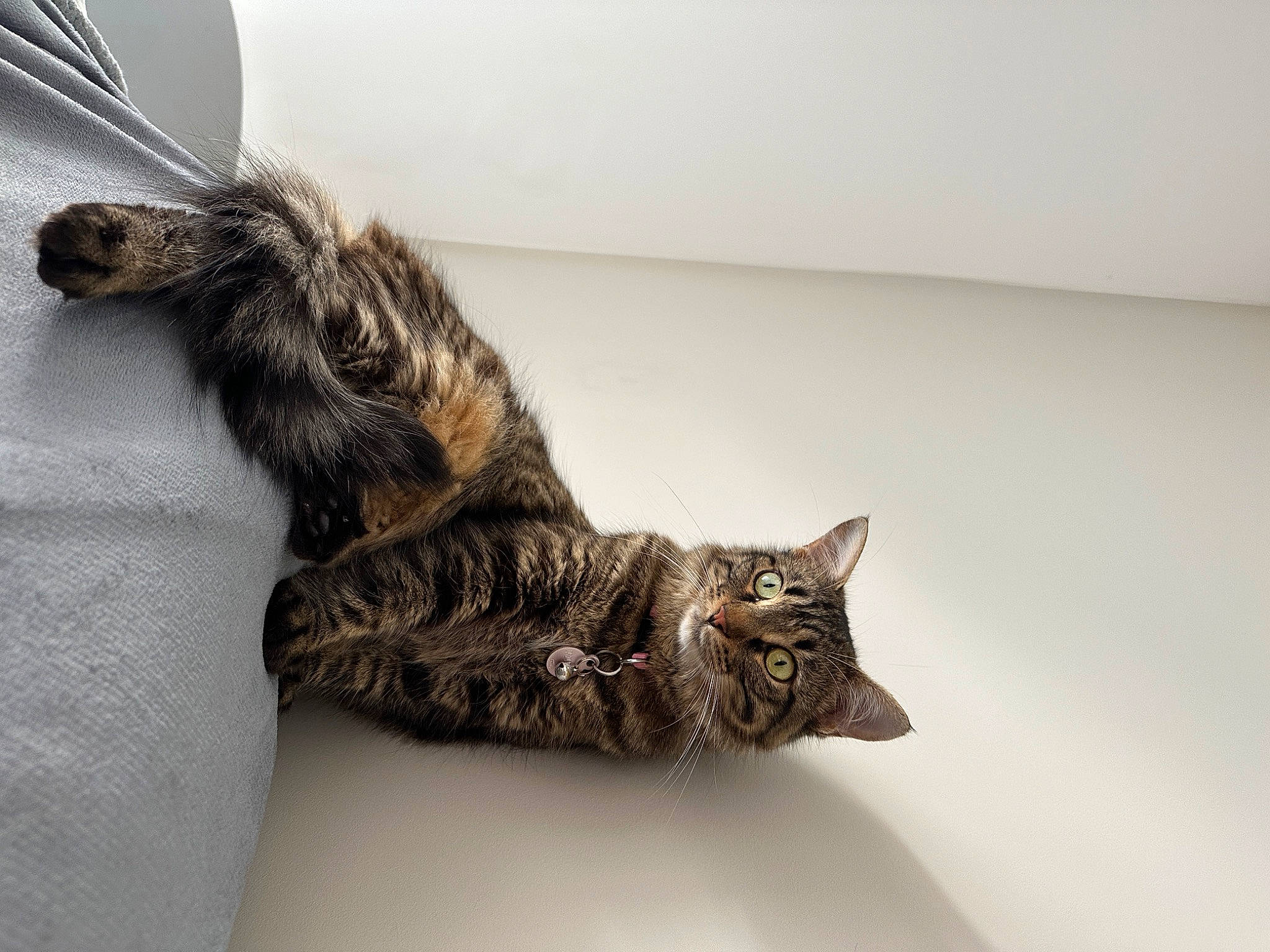 Tartine a rejoint le concours — aidez-le/la à gagner de superbes lots ! carnivore, cat, claw, comfort, domestic_short_haired_cat, felidae, fur, human_leg, paw, small_to_medium_sized_cats, tail, whiskers