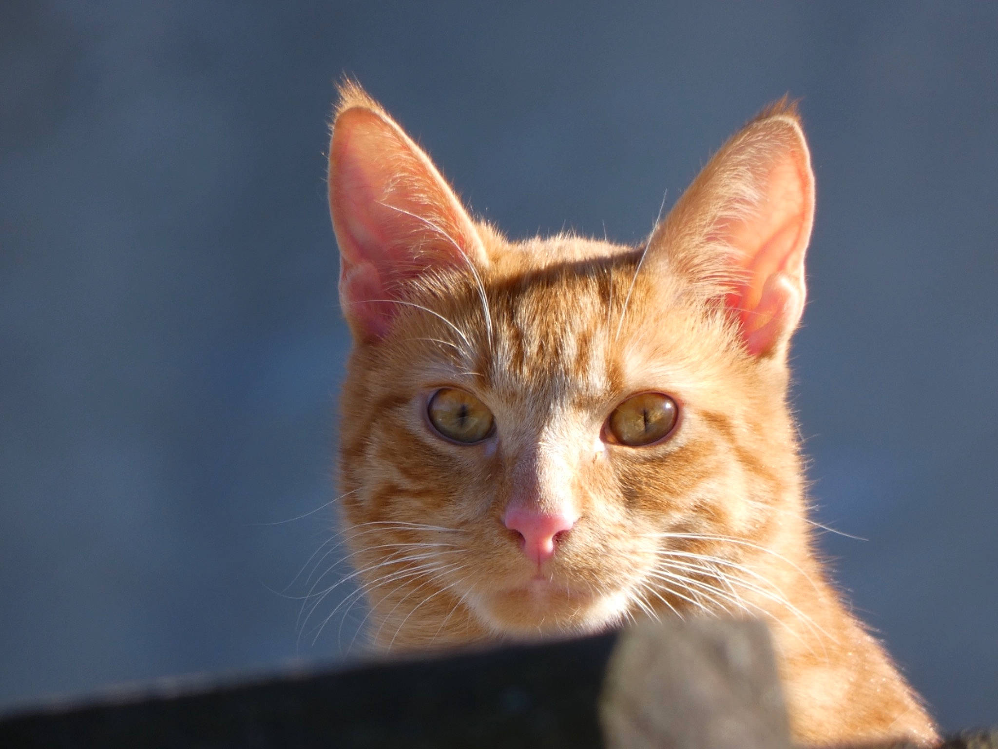 Simba a rejoint le concours — aidez-le/la à gagner de superbes lots ! aegean_cat, american_wirehair, arabian_mau, asian, carnivore, cat, close_up, domestic_short_haired_cat, european_shorthair, eye, felidae, german_rex, kitten, mammal, oriental_longhair, small_to_medium_sized_cats, snout, tabby_cat, vertebrate, whiskers