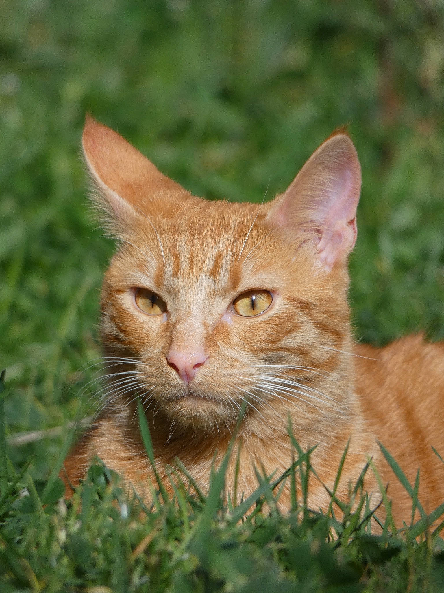 Simba a rejoint le concours — aidez-le/la à gagner de superbes lots ! arabian_mau, carnivore, cat, domestic_short_haired_cat, european_shorthair, fawn, felidae, fur, german_rex, grass, kitten, mammal, plant, small_to_medium_sized_cats, snout, tabby_cat, vertebrate, whiskers, wild_cat, wildlife