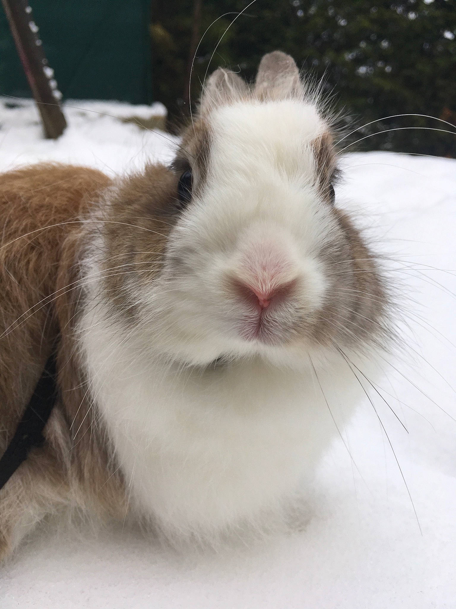 Cookie a rejoint le concours — aidez-le/la à gagner de superbes lots ! domestic_rabbit, ear, rabbit, rabbits_and_hares, snout, snow, whiskers