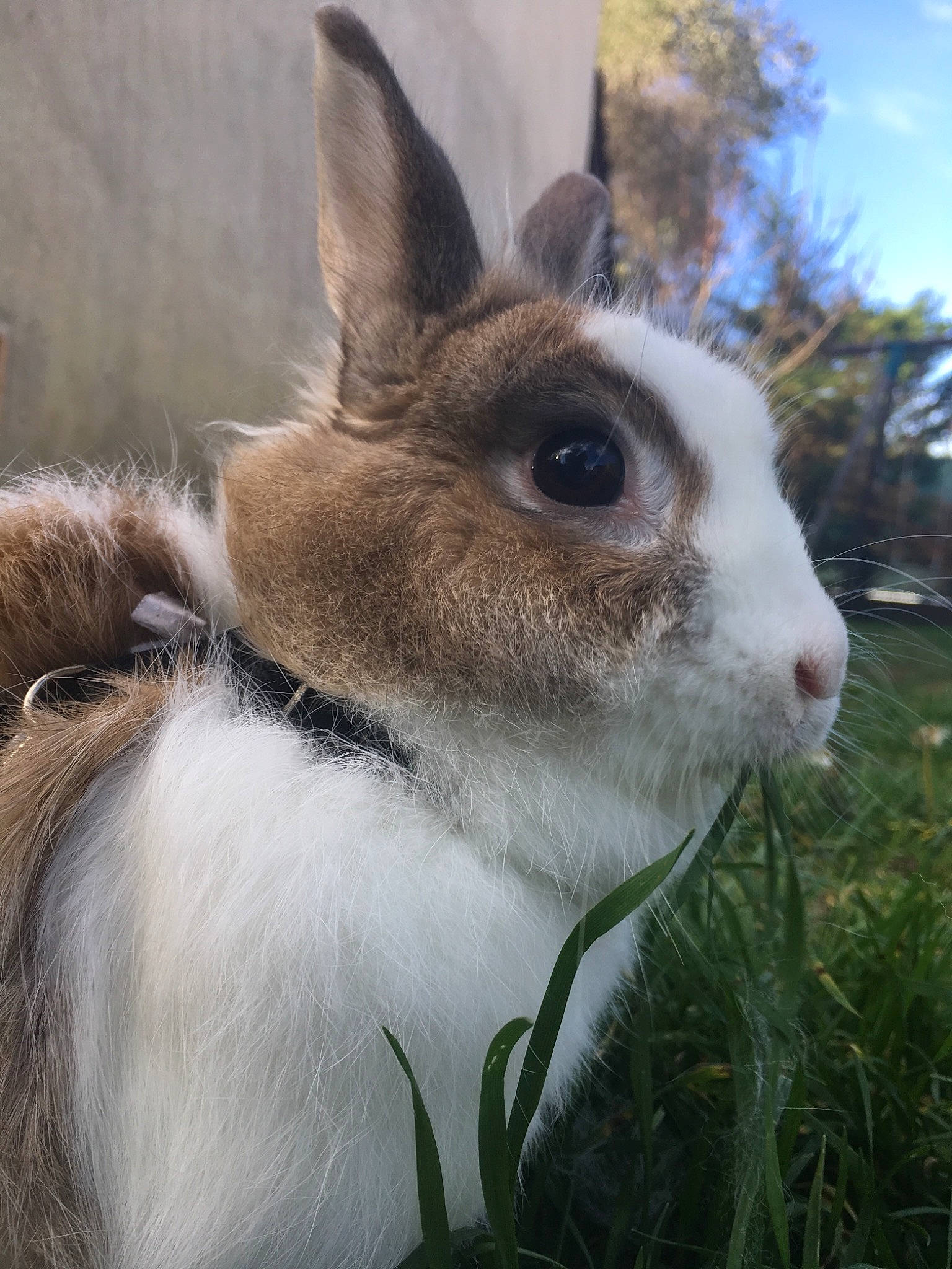 Cookie a rejoint le concours — aidez-le/la à gagner de superbes lots ! domestic_rabbit, ear, grass, hare, mammal, plant, rabbit, rabbits_and_hares, sky, snout, whiskers, wildlife