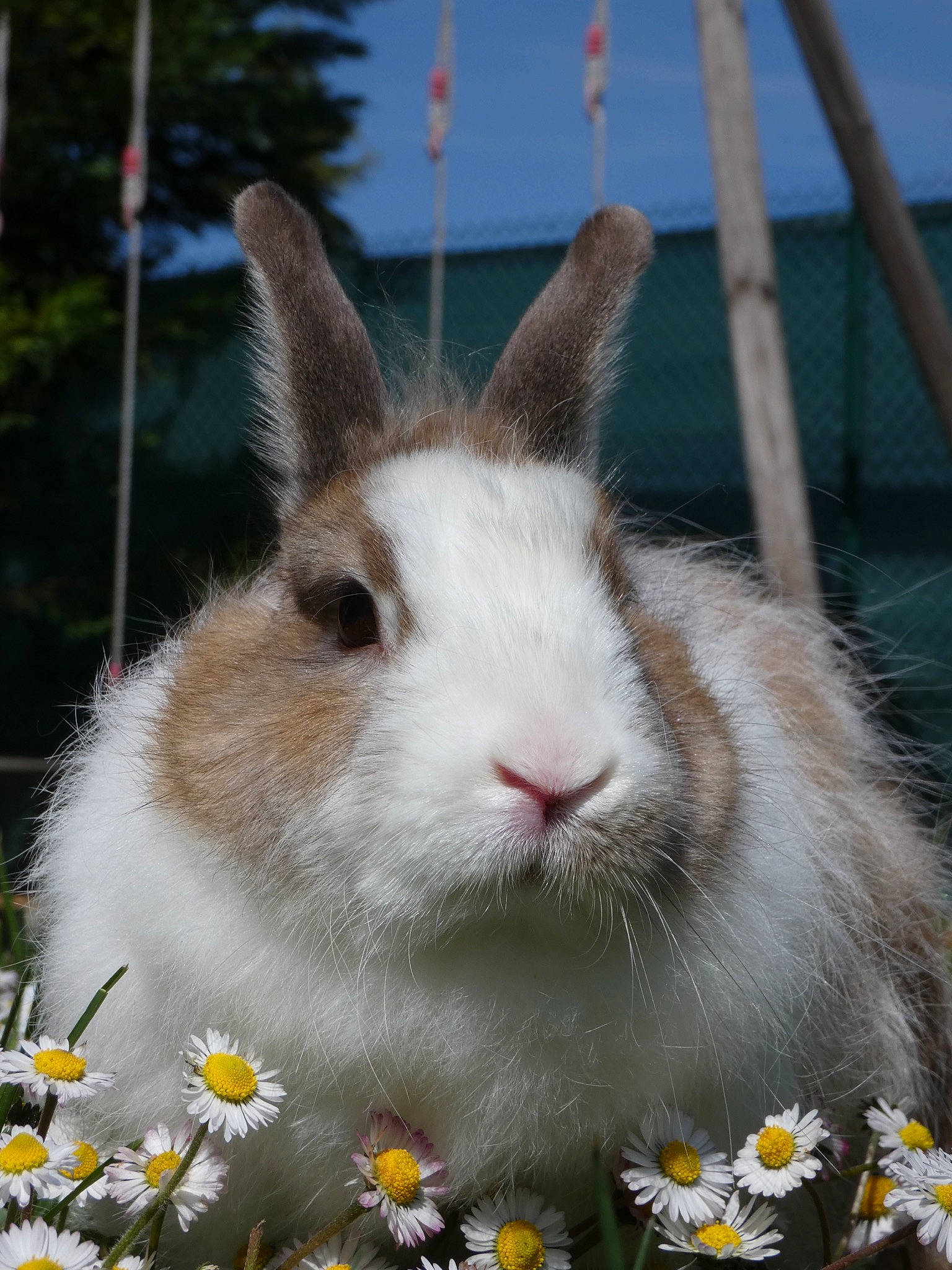 Cookie a rejoint le concours — aidez-le/la à gagner de superbes lots ! angora_rabbit, domestic_rabbit, ear, fawn, hare, mammal, plant, rabbit, rabbits_and_hares, whiskers